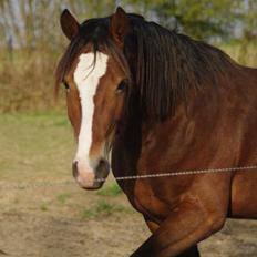 Welsh Cob (sec D) stensgådens Tristan