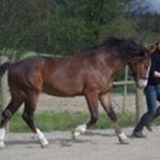 Welsh Cob (sec D) stensgådens Tristan