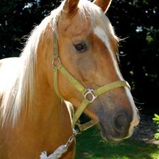 Palomino Happy One