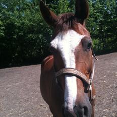 Dansk Varmblod Roma Hovgård -tidligere part