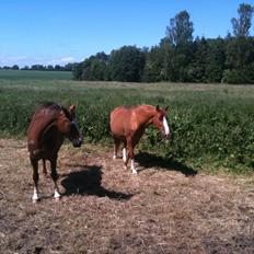 Dansk Varmblod Roma Hovgård -tidligere part