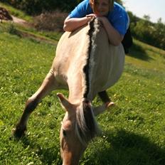 Fjordhest Tamra ~ Pensioneret ~ Rip min smukke engel