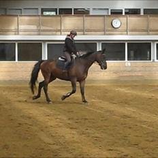 Dansk Varmblod Cowboy-L