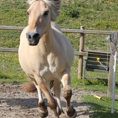 Fjordhest Kabbina