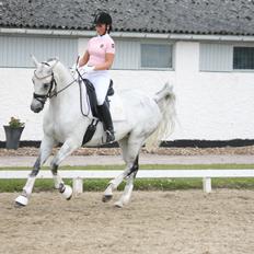 Trakehner Matata Dyrhave