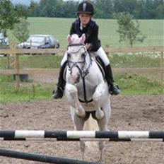 Welsh Cob (sec D) lana sds 35 R.I.P