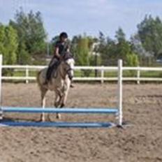 Anden særlig race Jolly Jumper 'Solgt'