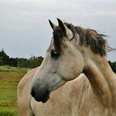 Anden særlig race Jolly Jumper 'Solgt'