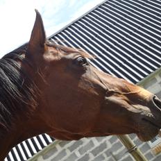 Dansk Varmblod - Fairline