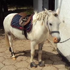 Anden særlig race Hannibal 