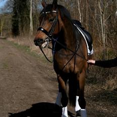 Dansk Varmblod Hønnerups Force