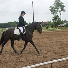 Trakehner Diabell Dihantho,