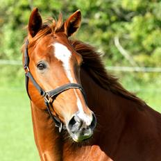 Trakehner Spanggaards Nairobi