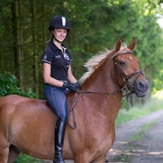 Anden særlig race Diablo (solgt) 