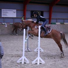 Anden særlig race Diablo (solgt) 