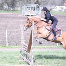 Anden særlig race Diablo (solgt) 