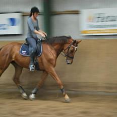 Dansk Varmblod Ça va?