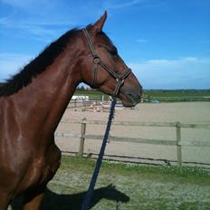 Dansk Varmblod Ça va?