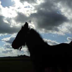 Fell pony Tarpans Fellboy