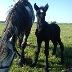 Fell pony Tarpans Fellboy