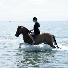 Tysk Sportspony Matador [Matte]