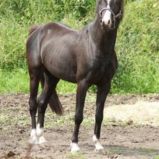 Welsh Pony (sec B) Frankenhöh's Spirit *R.I.P* <3