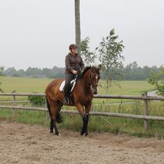 Dansk Varmblod Robi <3