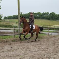 Dansk Varmblod Robi <3