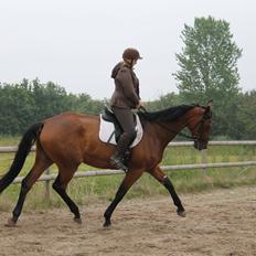 Dansk Varmblod Robi <3