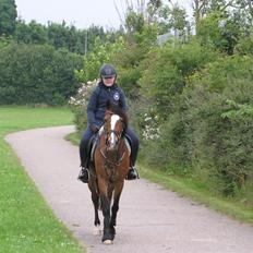 Belgisk Sportspony * Donna Van Stevenshof *