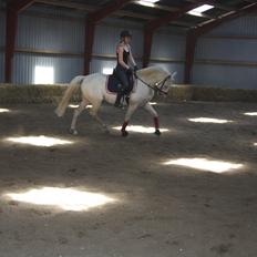 Palomino Magnolias Lucifer