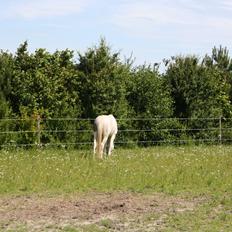 Palomino Magnolias Lucifer