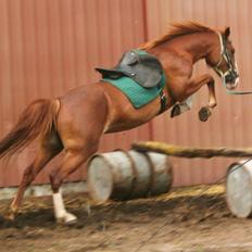 Frederiksborg Pricella