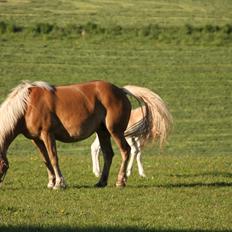 Haflinger Sally II