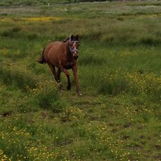 Dansk Varmblod Peggy Sue