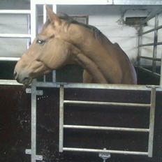 Dansk Varmblod Peggy Sue