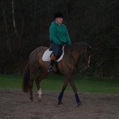 Dansk Varmblod Peggy Sue