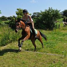 DSP Bohøjgårds Noki<3