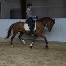 Dansk Varmblod Danik