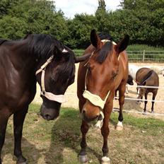 Dansk Varmblod Chanel - The neller mus <3