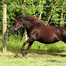 Shetlænder Tulle »Tullemis«