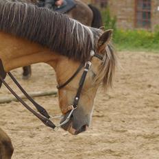 Anden særlig race My Yellow Dream