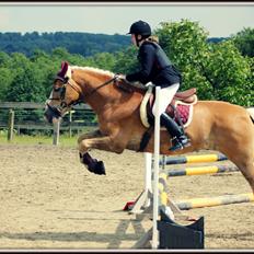 Haflinger Studgårdens Sally <3<3