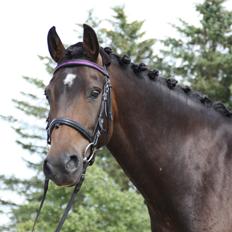 New Forest Enggårdens Ares (Charlie)