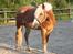 Haflinger Wincent