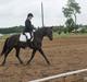 Trakehner Diabell Dihantho,