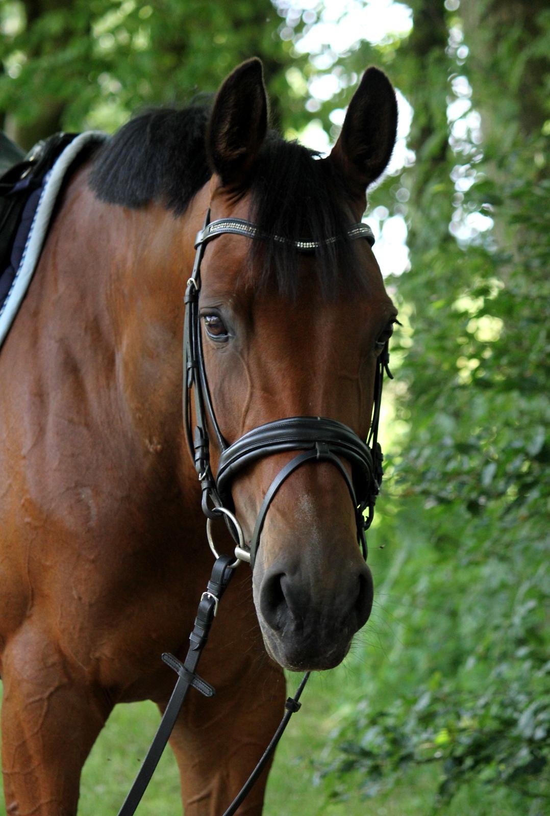 Dansk Varmblod QUENNEL - Smukke hest! Foto: Louise Pedersen m. mit kamera billede 13