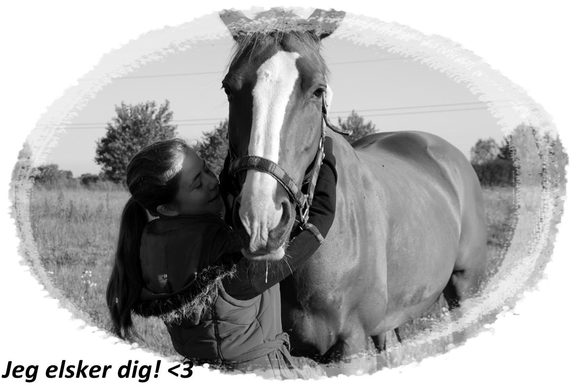 Dansk Varmblod Elbækgaards Roska <3 - Baby it's you! You are the one I love, you are the one I need! You put my love on top! <3 billede 5