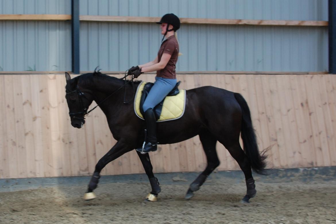 Dansk Varmblod ROCKIE LANDSIG - Træning d. 3/7- 2012 billede 4