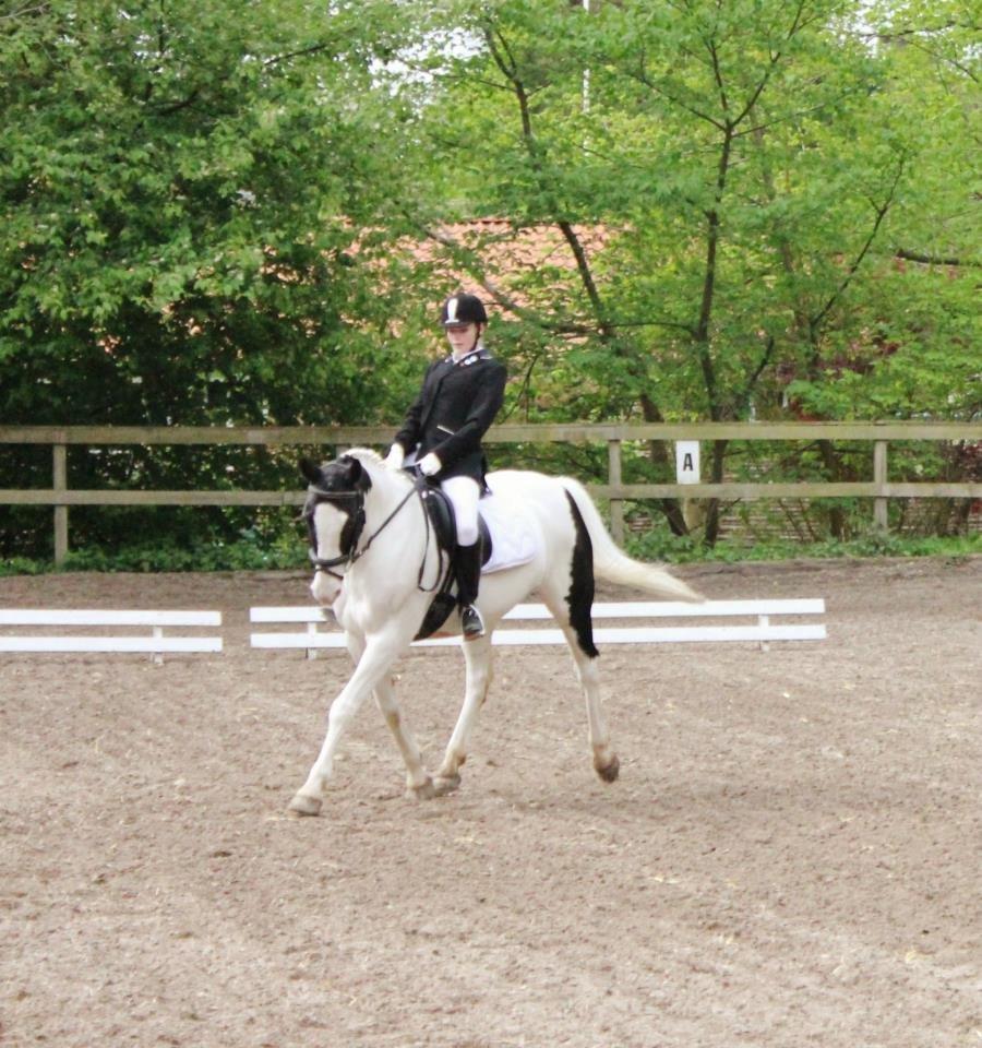 Pinto Dublin billede 2